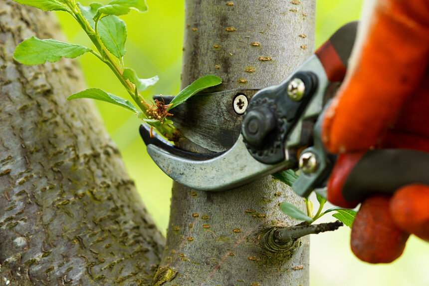 Shaping Nature with Purpose: The Essential Guide to Tree Care and Pruning