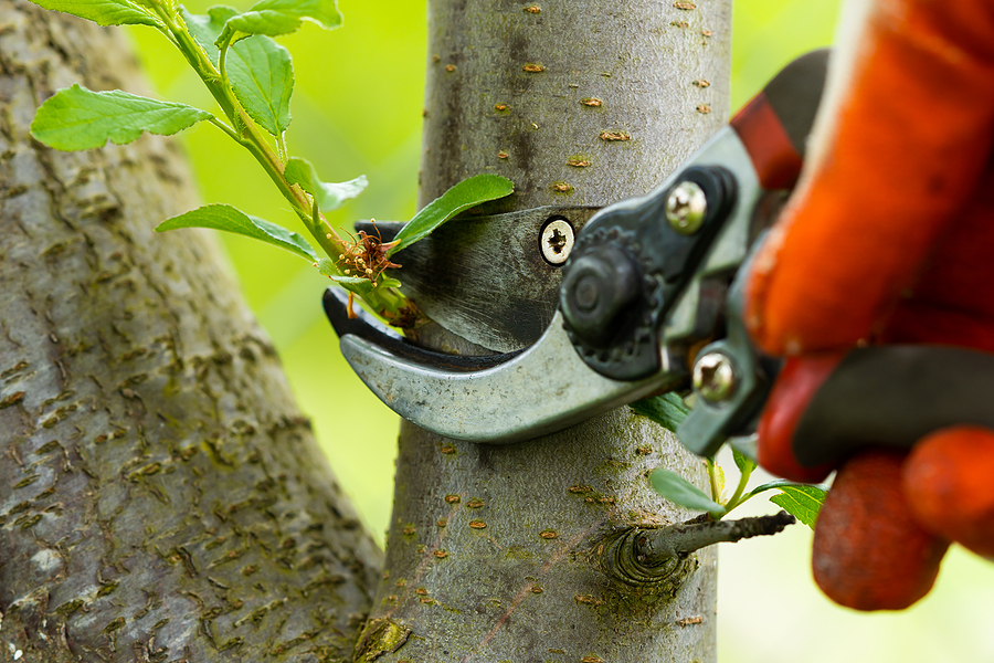 Shaping Nature with Purpose: The Essential Guide to Tree Care and Pruning