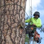 Tree Services
