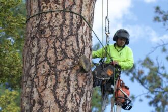 Tree Services