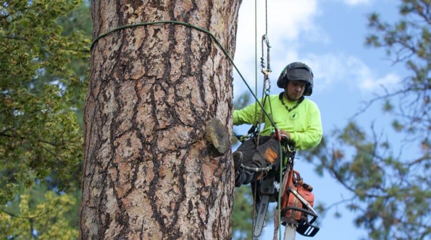 Tree Services
