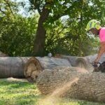 Tree Services