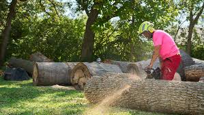 Tree Services