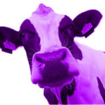 Purple Cow Meaning