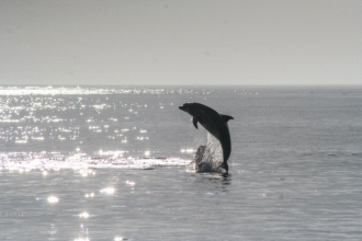 Dolphin Cruise Hilton Head Island: Tips for First-Timers
