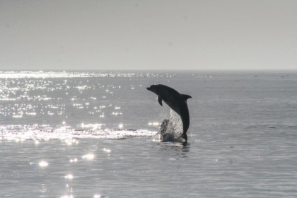 Dolphin Cruise Hilton Head Island: Tips for First-Timers
