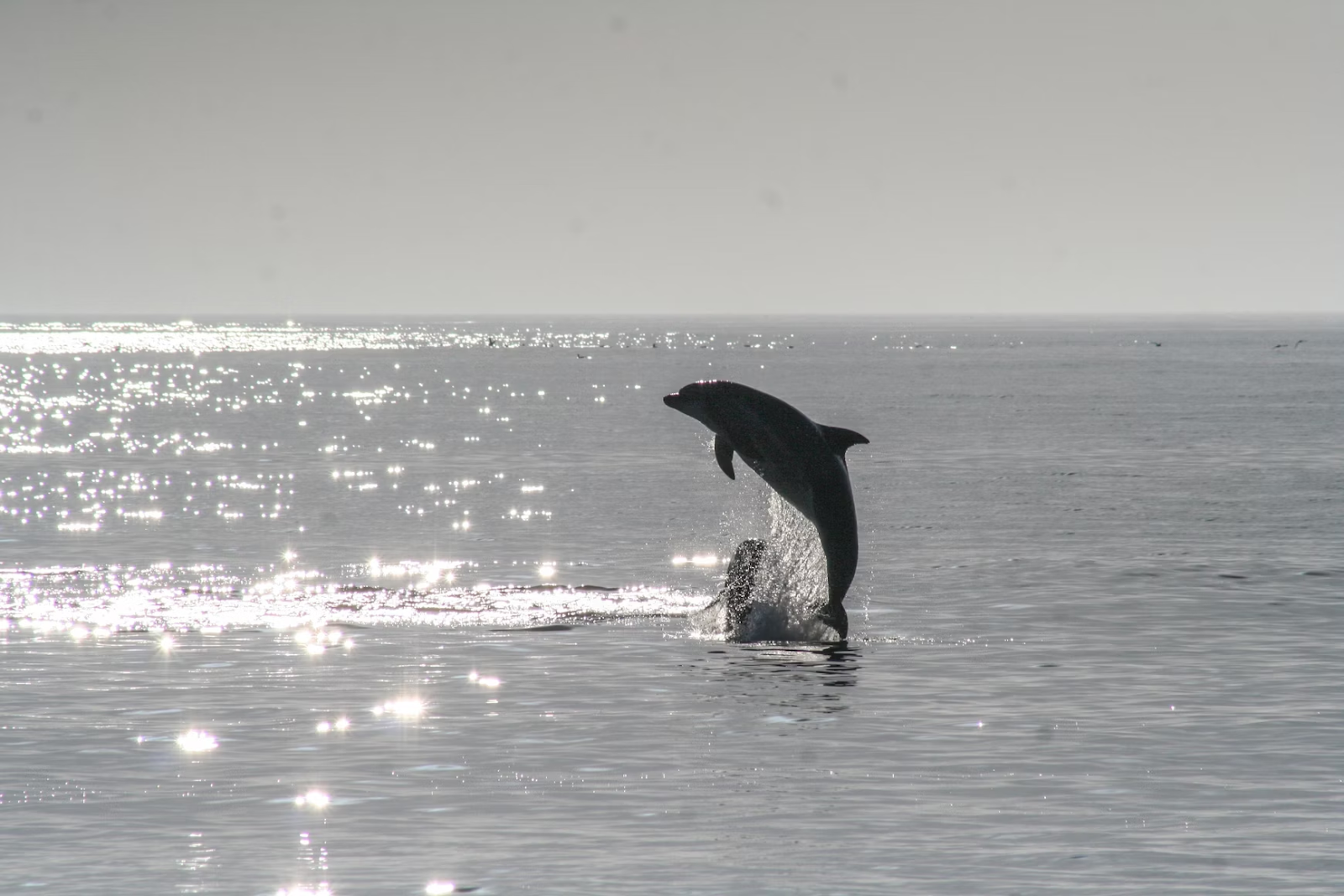 Dolphin Cruise Hilton Head Island: Tips for First-Timers