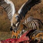The Comprehensive Guide to fare eaten by scavengers