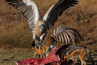 The Comprehensive Guide to fare eaten by scavengers