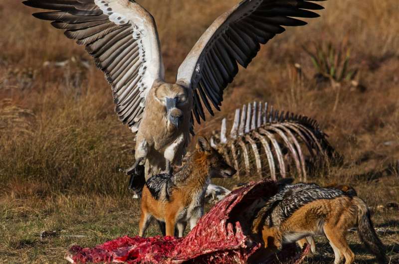 The Comprehensive Guide to fare eaten by scavengers