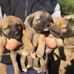The Comprehensive Guide to kangal puppies for sale