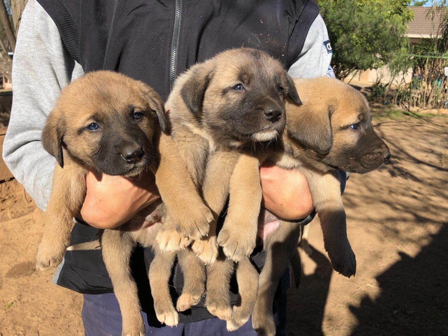 The Comprehensive Guide to kangal puppies for sale