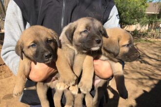 The Comprehensive Guide to kangal puppies for sale