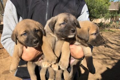The Comprehensive Guide to kangal puppies for sale