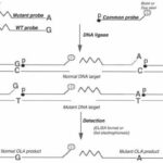 The Oligonucleotide Ligation Assay