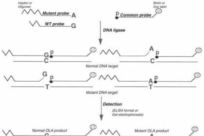 The Oligonucleotide Ligation Assay
