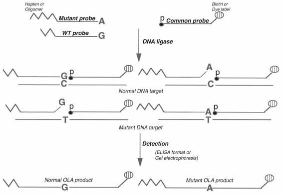 The Oligonucleotide Ligation Assay