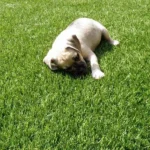 Artificial Turf For Dogs