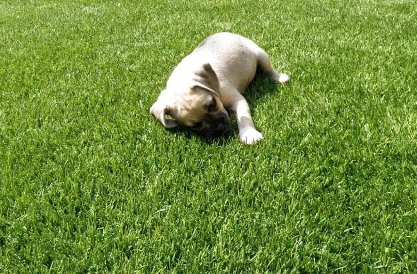 Artificial Turf For Dogs