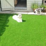 Fake Grass For Dogs