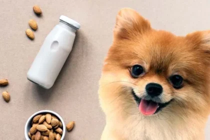 Can Dogs Have Almond Milk?