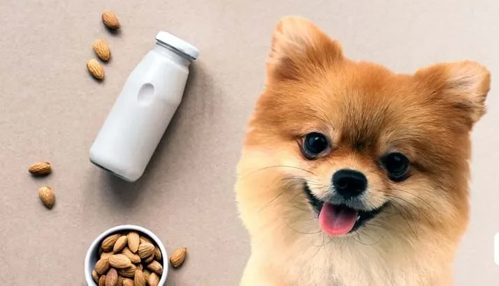 Can Dogs Have Almond Milk?