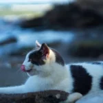 Pet5ardas com: The Quirky Digital Wonderland Where Pets Rule the Pixels