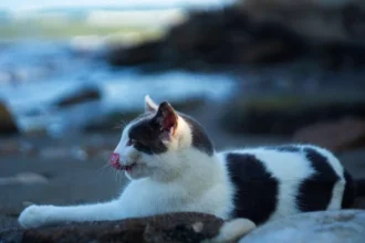 Pet5ardas com: The Quirky Digital Wonderland Where Pets Rule the Pixels