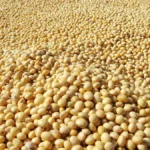 Insoya Insights | How This Superfood is Transforming Healthy Eating?