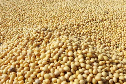 Insoya Insights | How This Superfood is Transforming Healthy Eating?