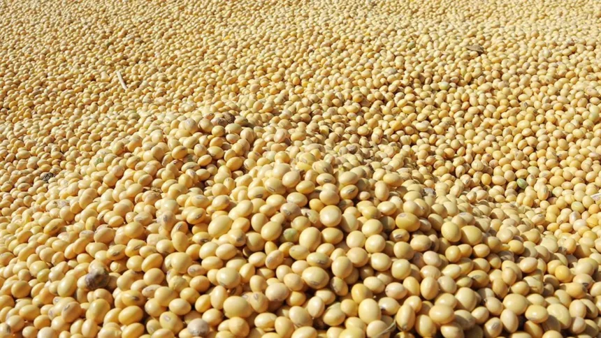 Insoya Insights | How This Superfood is Transforming Healthy Eating?