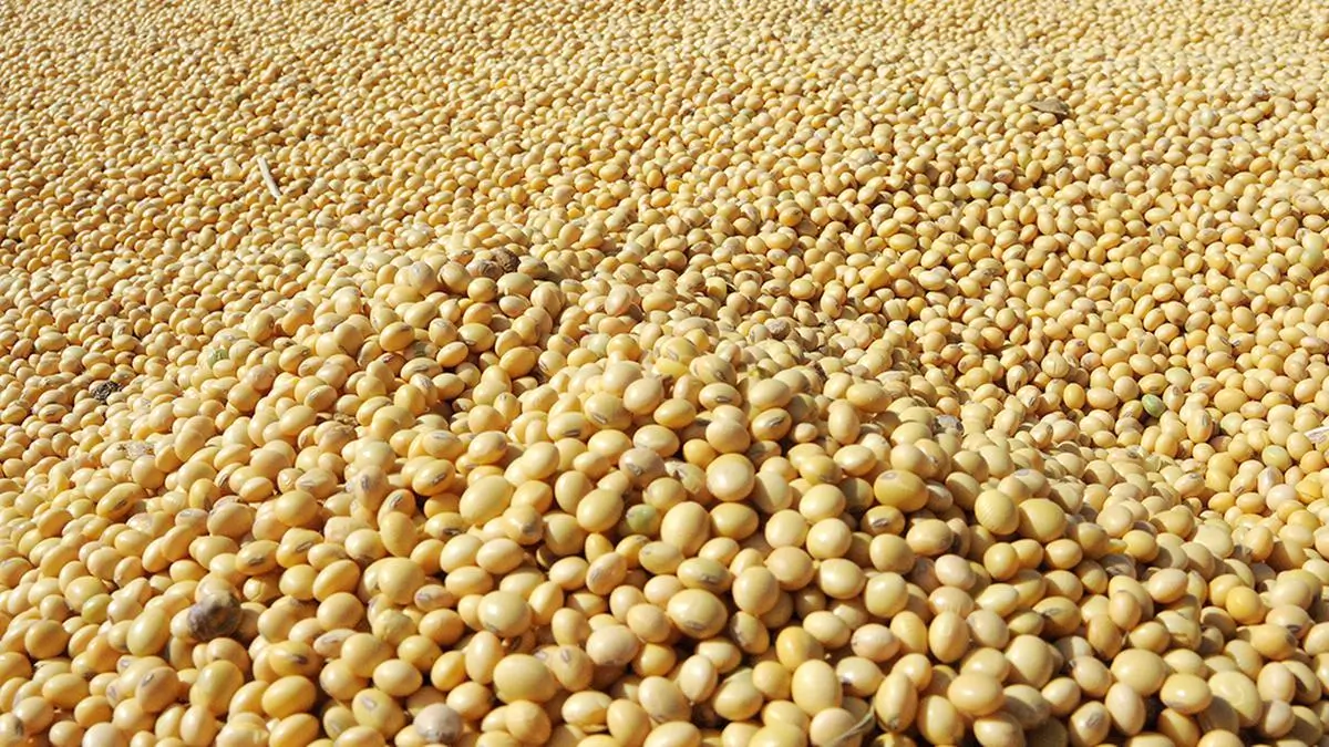 Insoya Insights | How This Superfood is Transforming Healthy Eating?