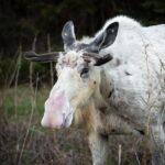 SPOTTED: Rare Piebald Moose Exploring a Norwegian Valley