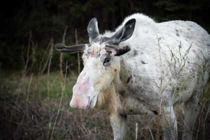 SPOTTED: Rare Piebald Moose Exploring a Norwegian Valley