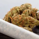 Everything You Need to Know About the brown weed