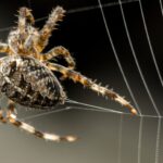 The Silent Intruders: Understanding and Eliminating Spider Infestations