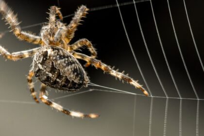 The Silent Intruders: Understanding and Eliminating Spider Infestations