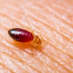 baby bedbug : everything you need to know