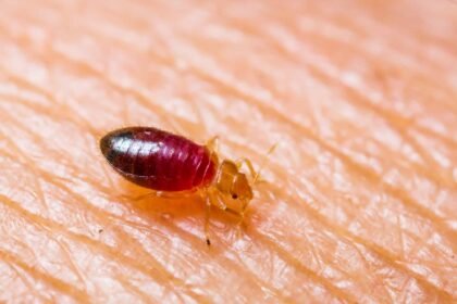 baby bedbug : everything you need to know