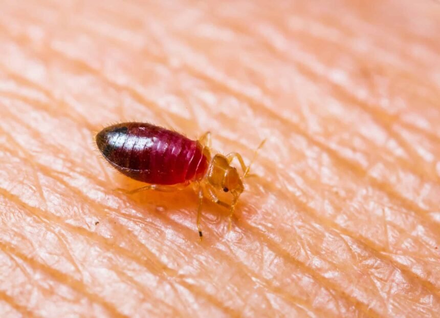 baby bedbug : everything you need to know