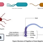 Flagella: Structure, Types, Arrangement, Functions, Examples