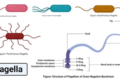 Flagella: Structure, Types, Arrangement, Functions, Examples