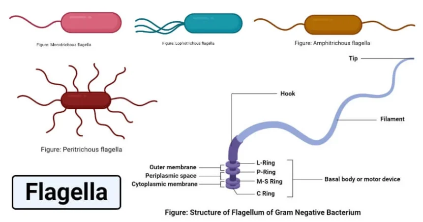 Flagella: Structure, Types, Arrangement, Functions, Examples