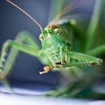 how do crickets make noise