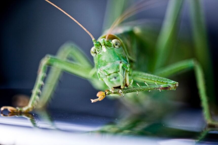 how do crickets make noise