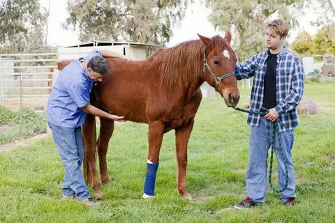Large Animal