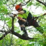 Tree Services