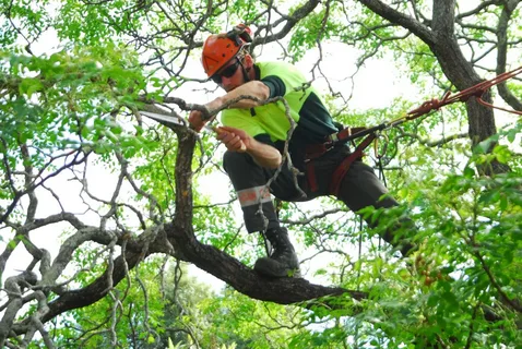 Tree Services
