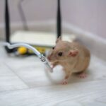 Rodents Chewing Wires? Here's Why You Should Act Before It Becomes a Fire Risk