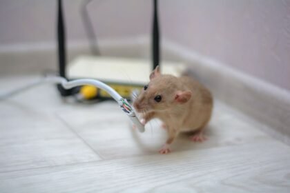 Rodents Chewing Wires? Here's Why You Should Act Before It Becomes a Fire Risk